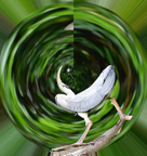 Polar Coordinates